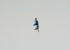 vertical flight-a.jpg