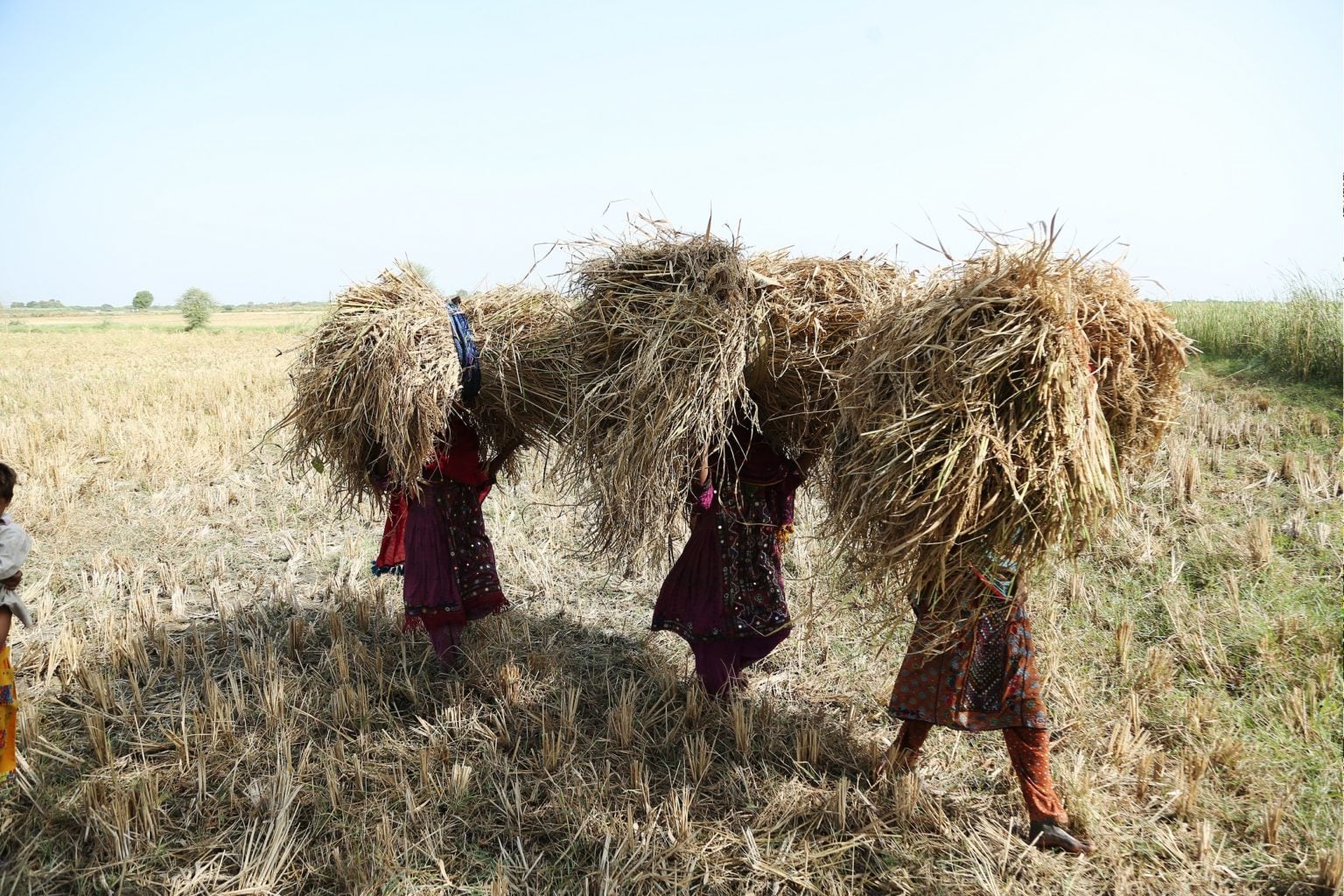 Landless women farmers collecting rice straw from field areas, near village Khan Muhammad Panhwar, district Hyderabad. — Photo by Manoj Genani