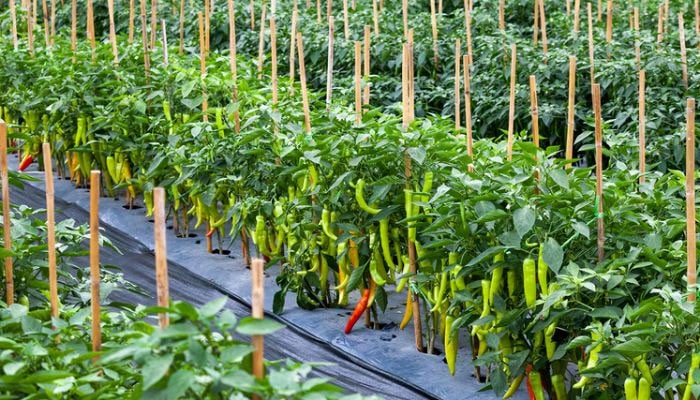 ‘Pilot project of chilli farm at 100 acres completed’