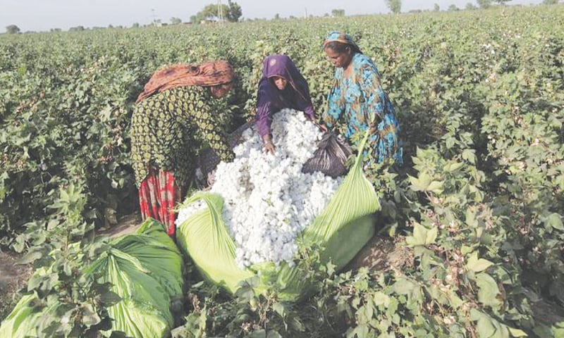 Sindh has witnessed a record 132pc surge in cotton production to 3.79m bales till October 31. Punjab has posted a 43pc increase to 2.99m bales over the same period last year.—Reuters
