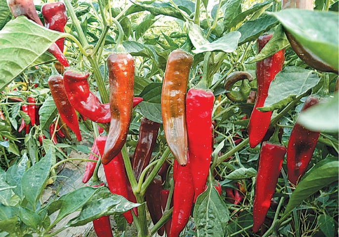  Red Sky variety of hybrid Chinese chillies grown at a model farm in Multan.—Dawn 