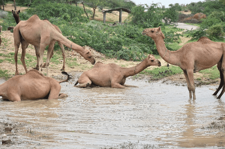  Camels making the most of the monsoon rains. — Photo provided by author 