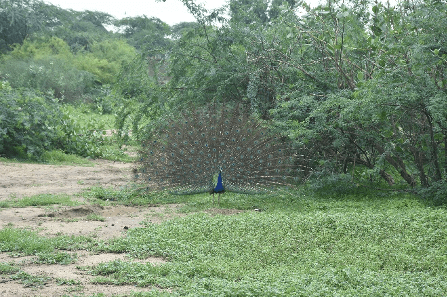 A peacock strutting about freely in Helario village. — Photo provided by author 