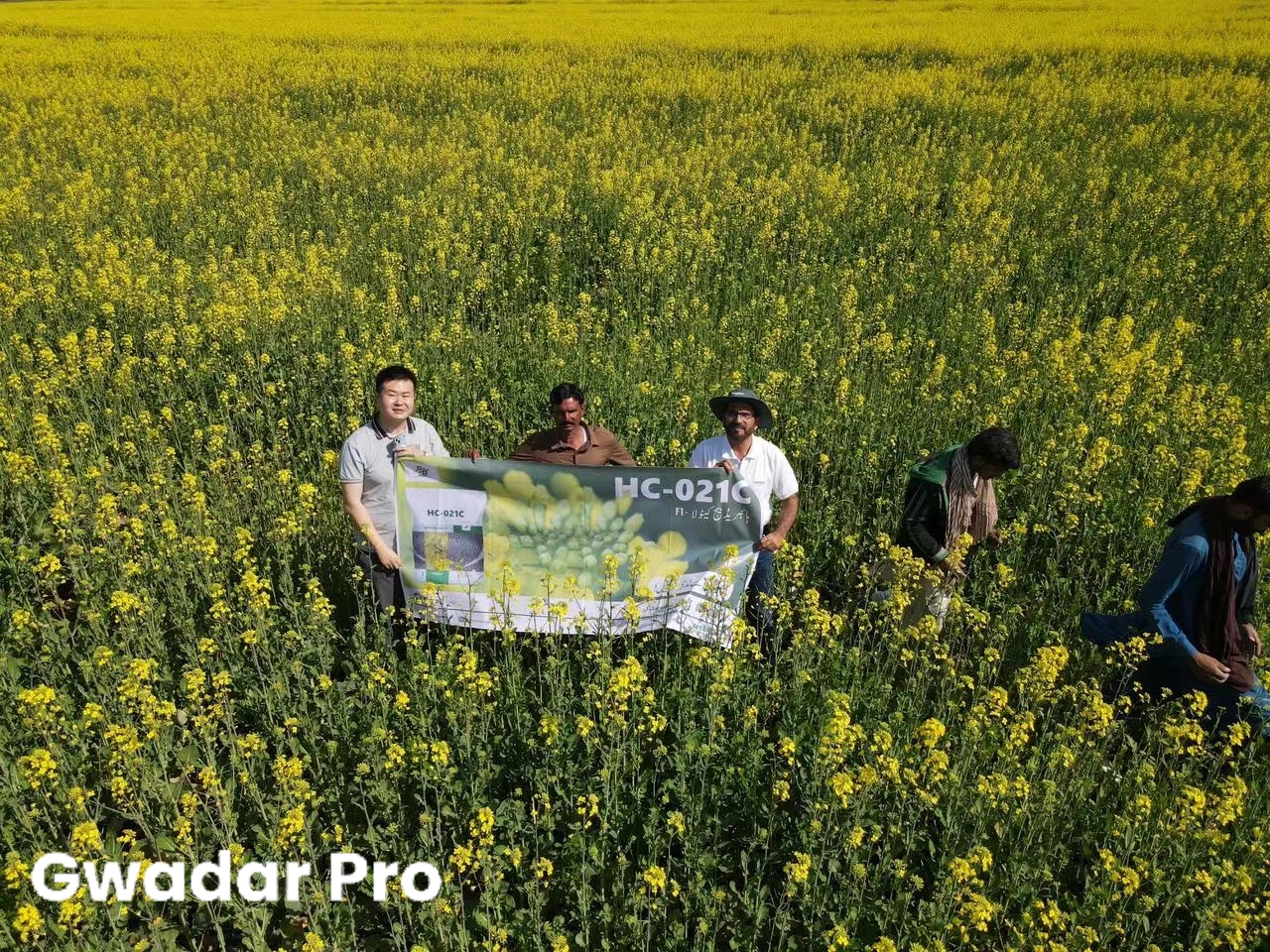 Chinese canola flowers in full bloom in Pakistan
