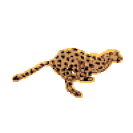 Cheetah786