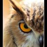 wise_owl