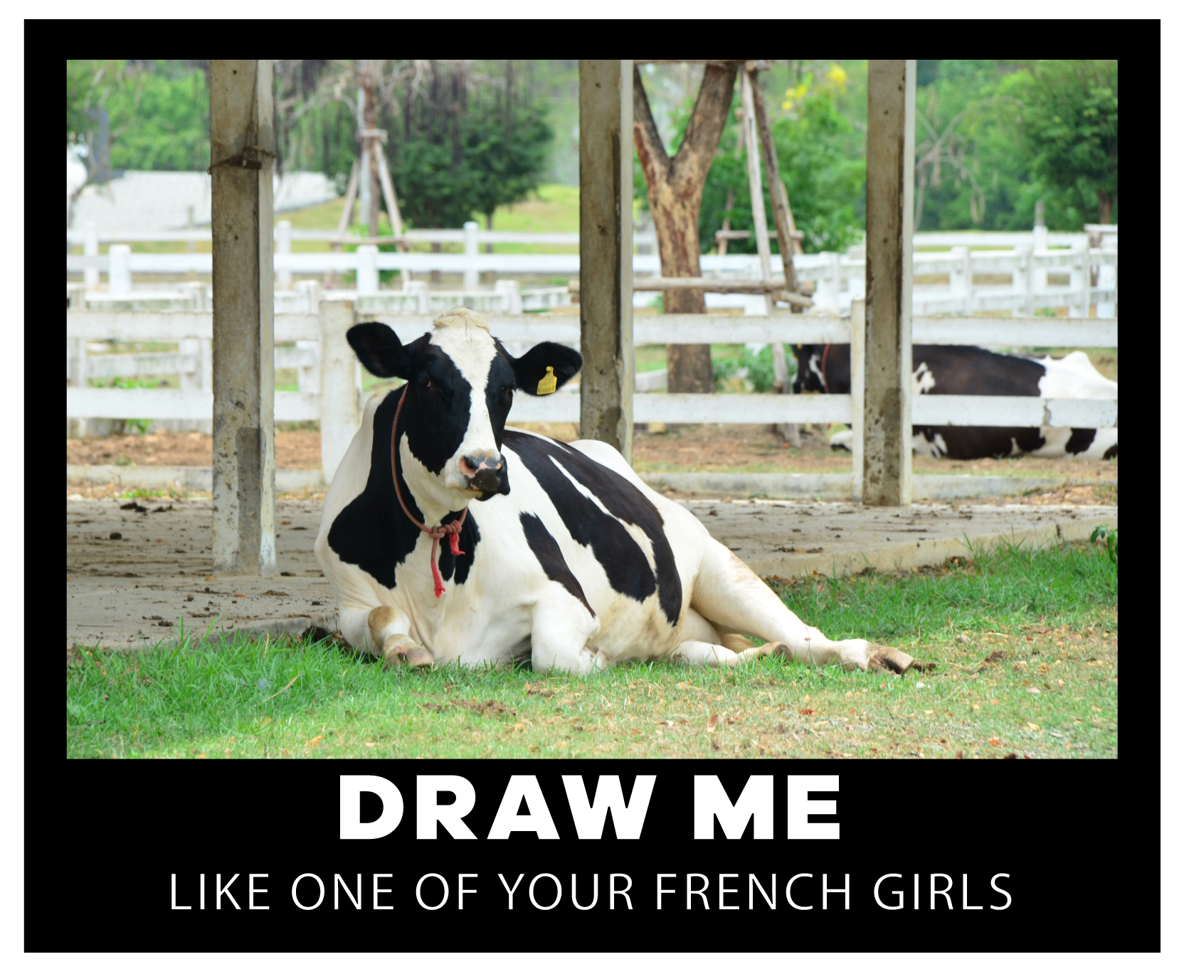 Cows-Meme-13.jpg
