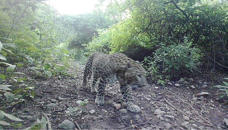 A leopard caught on camera by IWMB. — Photo courtesy: IWMB Chair Rina Khan Satti/Twitter