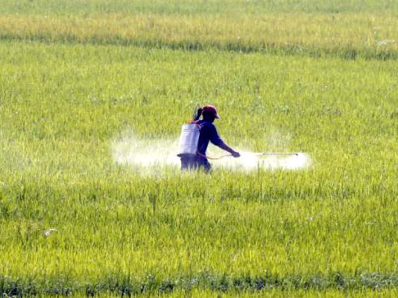 federal government is taking measures for smooth supply of urea at affordable prices to help farmers in the planting of wheat crop photo file