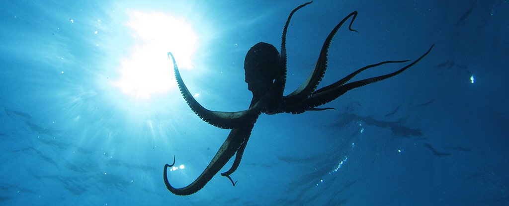 octopus_from_space_evolution_getty_1024.jpg