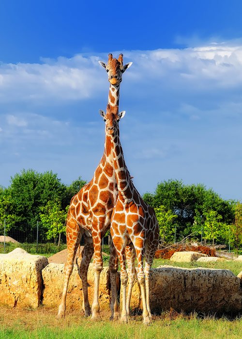 15-Giraffes-at-Tanganyika-Wildlife-Park.jpg