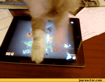 gif-kitten-animals-tablet-pc-620293.gif