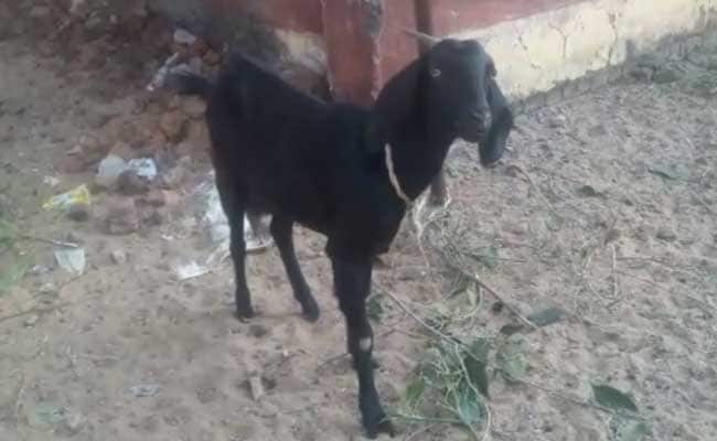 goat-chhattisgarh_650x400_61455000643.jpg