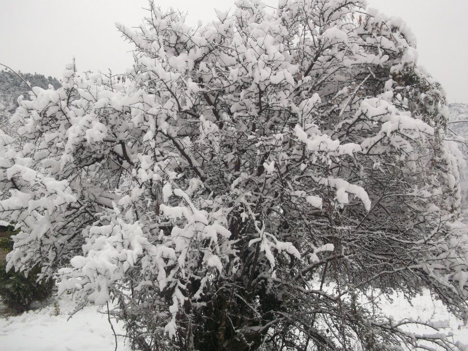 Snowfall+in+Islamabad+Margalla+Hills.jpg