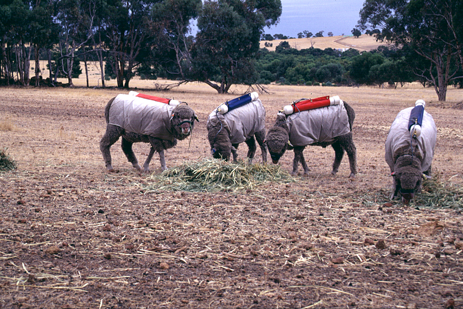 CSIRO_ScienceImage_1898_Testing_Sheep_for_Methane_Production.jpg