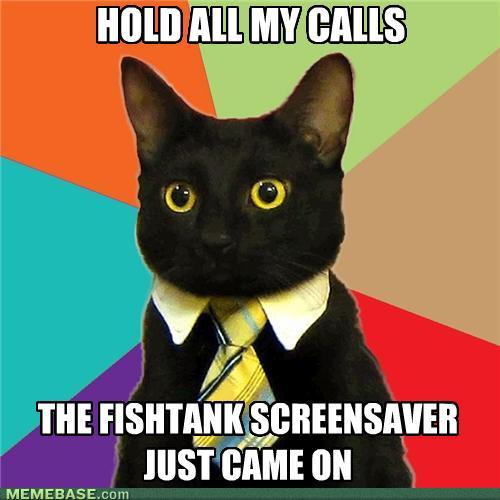 fishtank+screensaver+cat.jpg