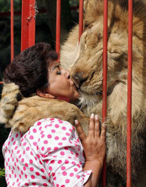 lion_kiss.jpg