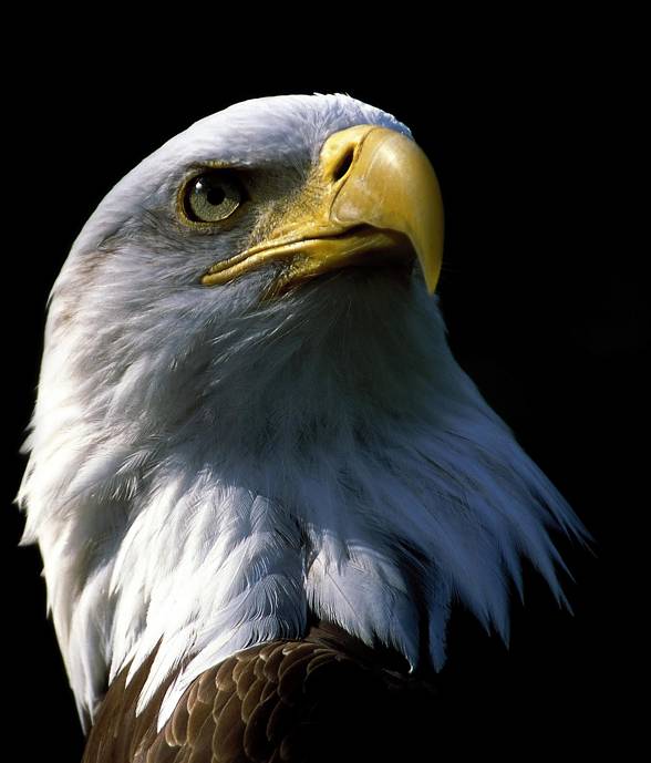 Bald-eagle.jpg