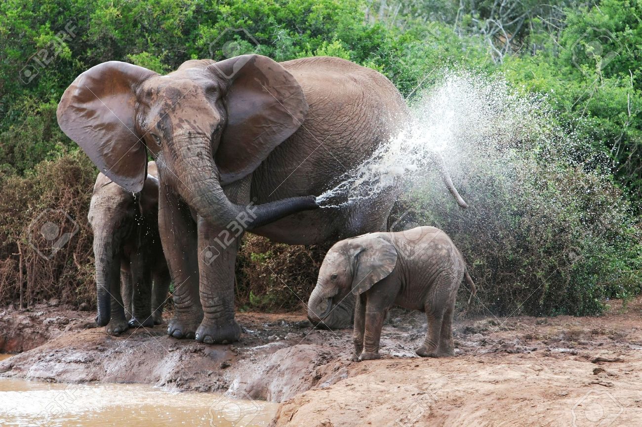 4026736-African-elephant-mother-and-baby-cooling-off-at-a-water-hole-Stock-Photo.jpg