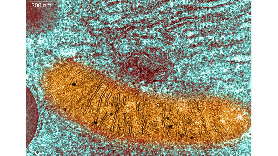 Mitochondria are found inside most human cells where they act as mini power plants turning sugar into energy and they also carry their own DNA (Credit: Alamy)