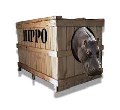 hippo+2.jpg
