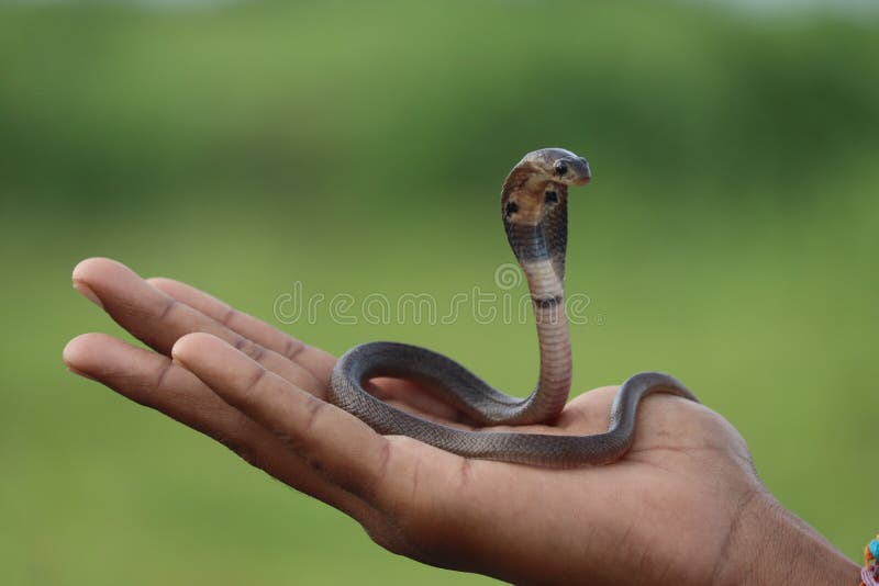 baby-cobra-same-snake-details-given-pic-127037671.jpg