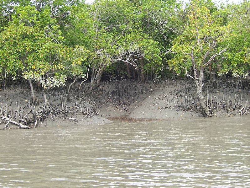 798px-Sundarban_mangrove.jpg