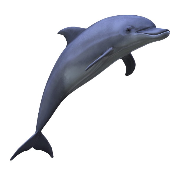 dolphin_PNG9130.png