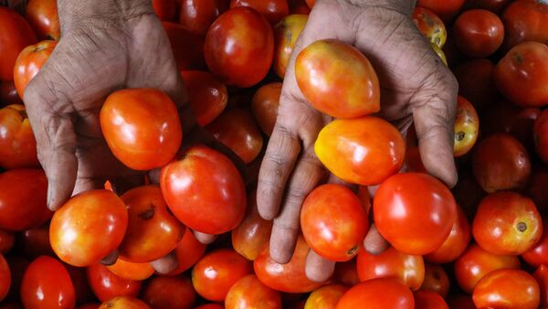 Nagpur: Tomatoes being sold at a market, in Nagpur, Thursday, July 6, 2023. Tomato prices have soared across India with retail price crossing Rs. 100/kg in many parts of the country. (PTI Photo)(PTI07_06_2023_000102A) (PTI)
