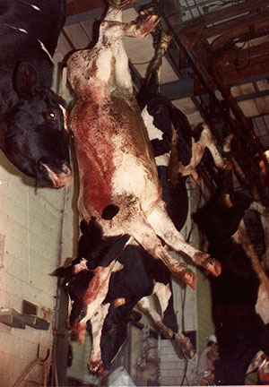 cow-slaughter.jpg