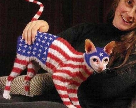 american-flag-cat3.jpg