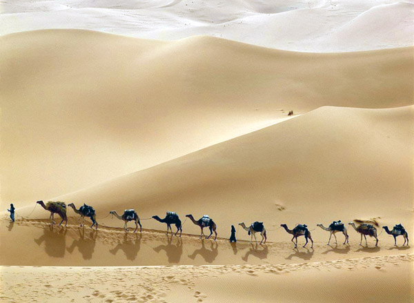 camels-821-1.jpg