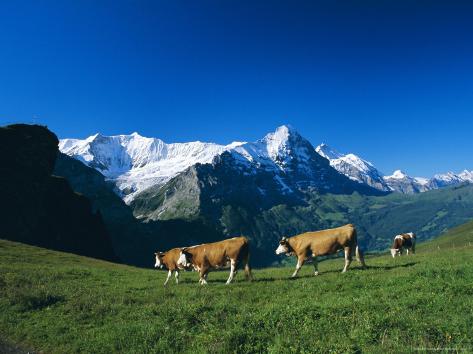 ruth-tomlinson-cows-in-alpine-meadow-with-fiescherhorner-and-eiger-mountains-beyond-swiss-alps-switzerland.jpg