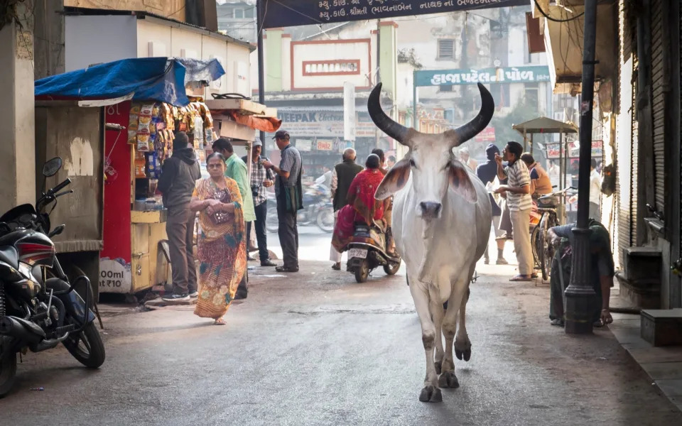 Cows are sacred to the Hindi faith and are allowed to roam freely through the streets and marketplaces - Diana Mayfield/Getty Images