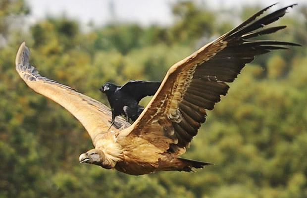 Crow-rides-the-vultures.jpg