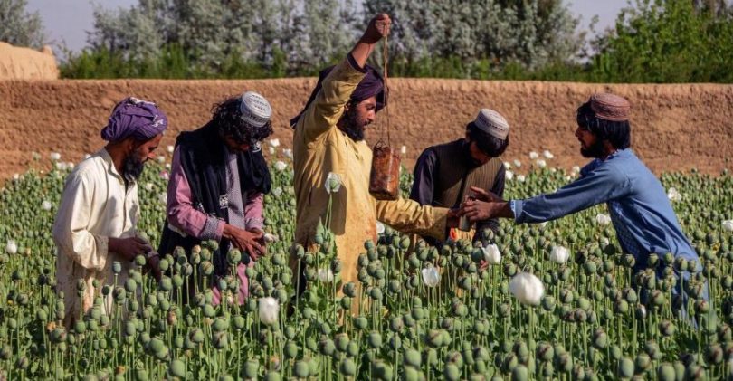 afghanistan-opium-1239565762-2-880x457-1.jpg