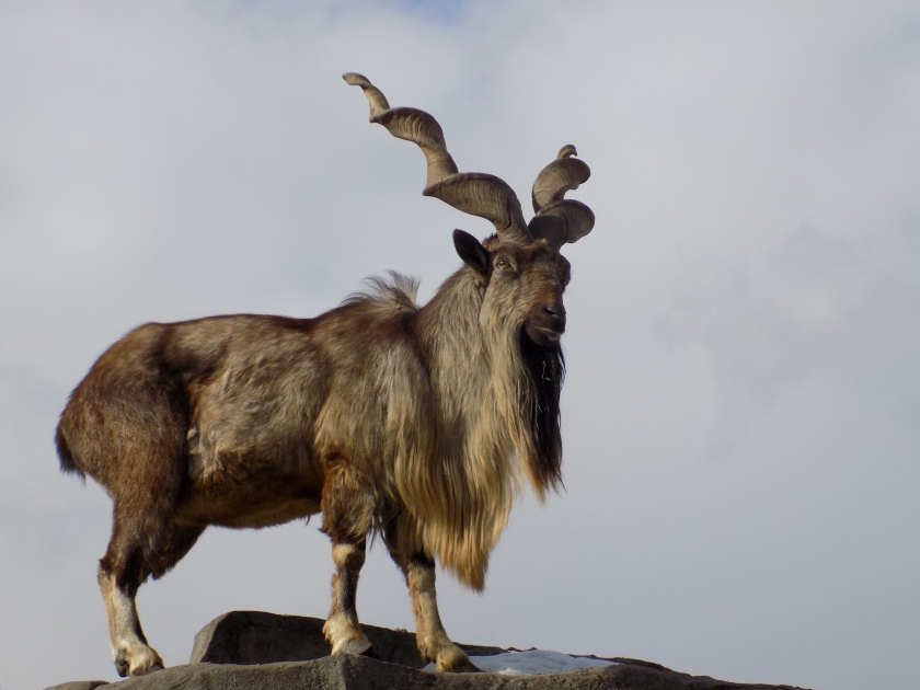 A male markhor poses on a rock
