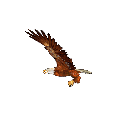 animated-eagle-gif66.gif