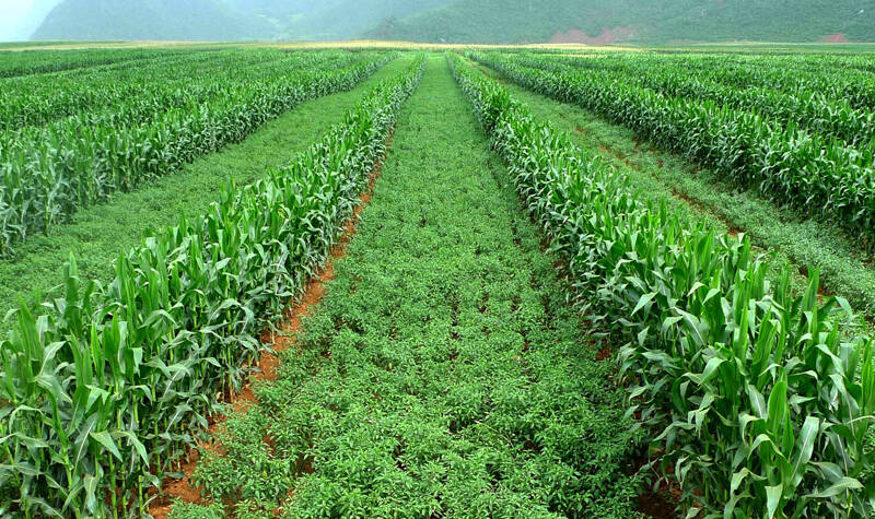 maize-and-chilli-intercropping-800x600-800x475.jpg