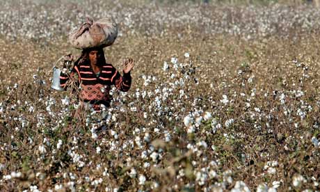 Pakistan-pesticide-cotton-006.jpg