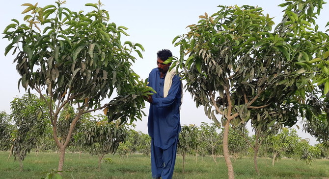 New farming method promises to multiply Pakistan’s mango yield