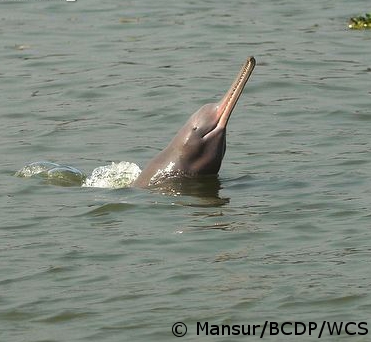 Ganges-river-dolphin.jpg