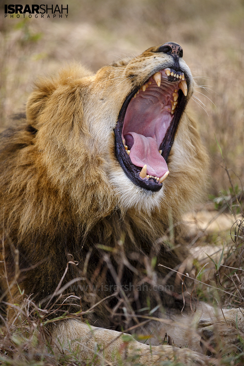 Lion-Roars-at-Lahore-Safari.jpg