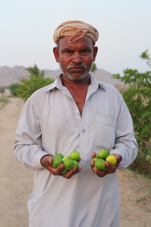 Khoso can grow berries, lemons, mangoes, pomegranates, watermelon and vegetables. — Photo by Zulfiqar Khoso