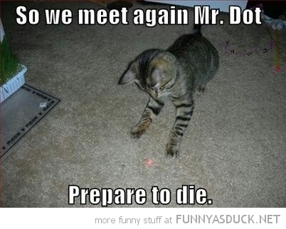 funny-meet-again-cat-chasing-red-dot-prepare-die-pics.jpg