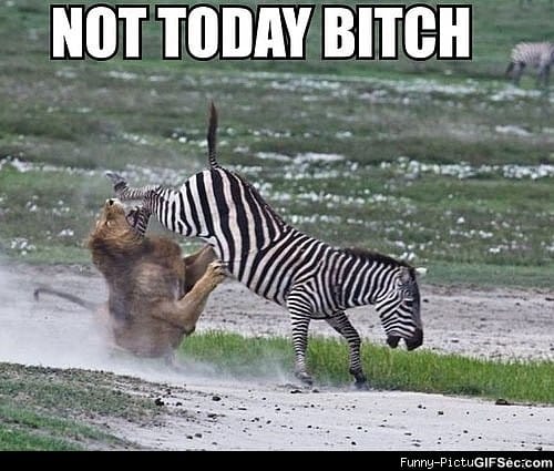 funny-zebra-lion-kick-not-today.jpg