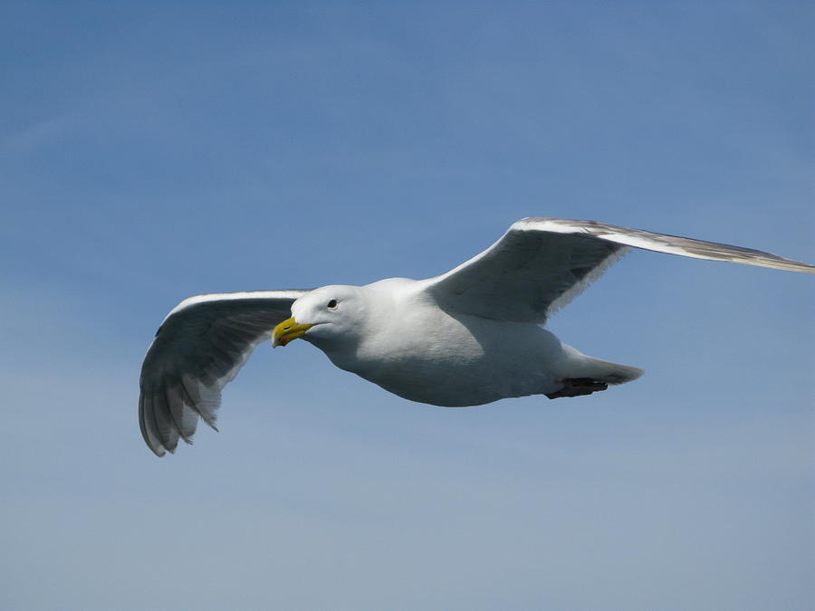 seagull-in-flight-closeup-richard-singleton.jpg