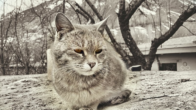 800px-Cat_resting-_Astore%2C_Gilgit_Baltistan.jpeg