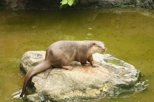 smooth+coated+otter.jpg
