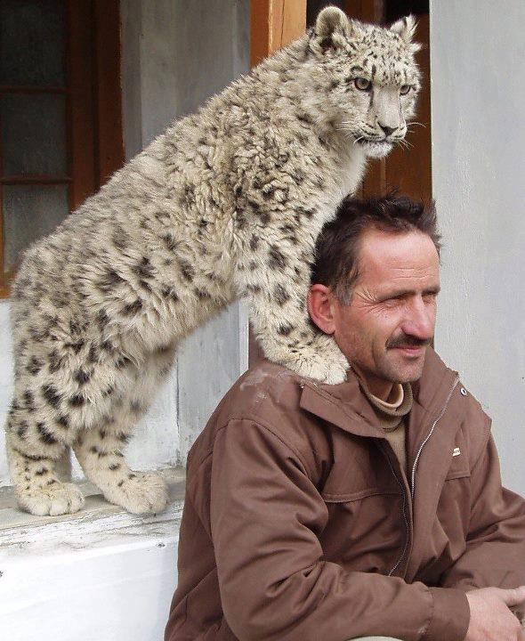 A+Man+from+Gilgit+Baltistan+with+his+pet+snow+leopard.jpg